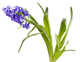 Beautiful hyacinth isolated on white
