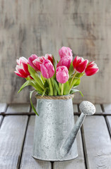 Bouquet of pink and red tulips in silver watering can © agneskantaruk