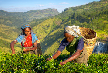 Women Tea Pickers in Sri Lanka - obrazy, fototapety, plakaty