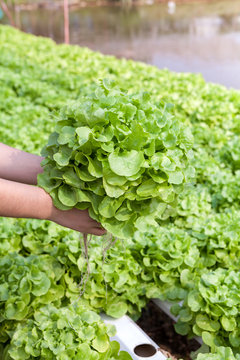 Organic hydroponic vegetable on hand in a garden