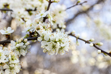 Blooming branch of cherry tree. Beautiful spring landscape