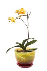 Naklejka na ściany i meble Yellow orchid flower (phalaenopsis) in a pot isolated on white b