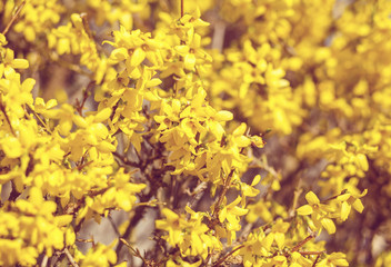 Fototapeta premium Yellow flower Forsythia