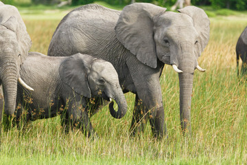 Fototapeta na wymiar Użytki zielone słonie