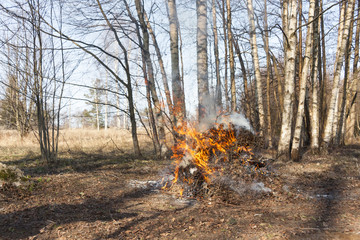 Smoking bonfire at forest