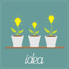 Lamp bulb plants in the pots. Wooden shelf. Growing idea concept