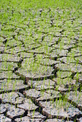 Dry Cracked Ground