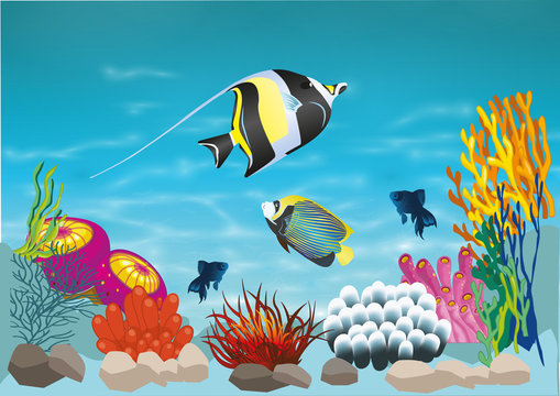 marine life with colorful fish