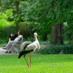 Stork on the green grass