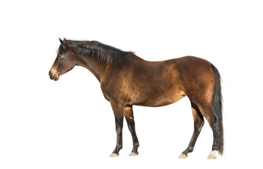 Fototapeta na wymiar Brown warmblood horse, exterior, isolated