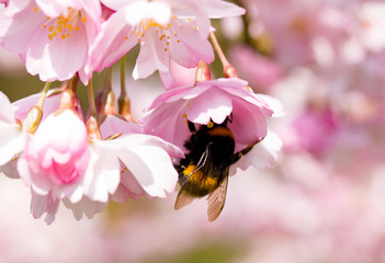 bumblebee on the spring flower cherry