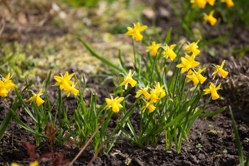 Fototapeta premium Frühling