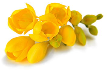 freesia flowers - 63273038