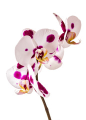 Beautiful orchid on white background