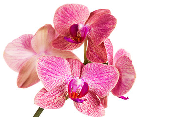 Fototapeta na wymiar Piękna orchidea na białym tle