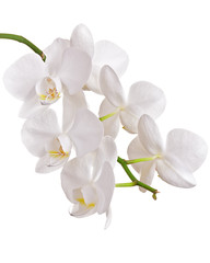 Obraz na płótnie Canvas Beautiful orchid on white background
