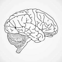 brain