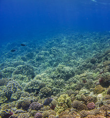 Fototapeta na wymiar Living reef