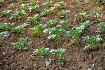 potager