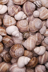 Snail background