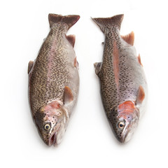 Rainbow Trout Fish