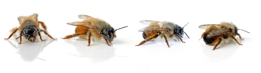 Vier Bienen
