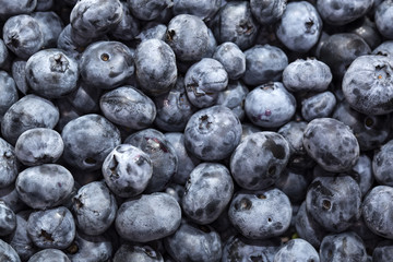 blueberry background