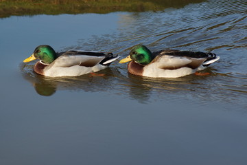 Duck - Mallard - Anas platyrhynchos