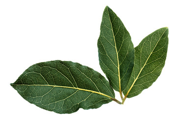 Fresh bay leaves