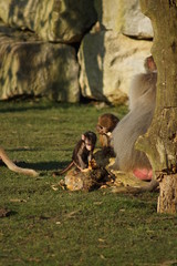 Hamadryas Baboon - Papio hamadryas