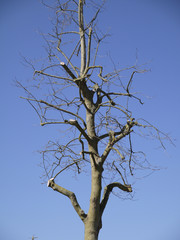 arbre taillé