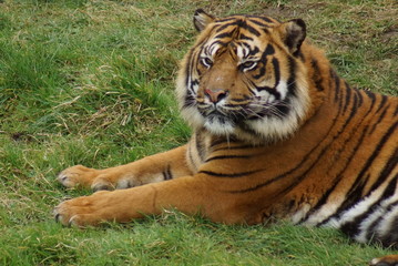 Sumatran Tiger - Panthera tigris sumatrae