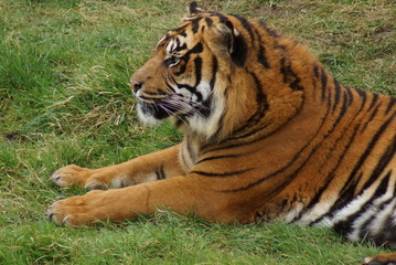 Sumatran Tiger - Panthera tigris sumatrae