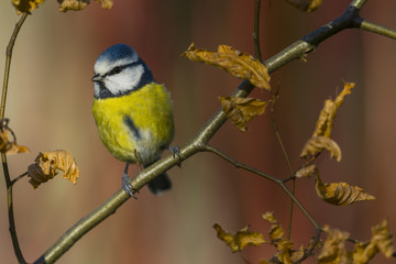 Mésange bleue (Cyanistes caeruleus - Eurasian Blue Tit)