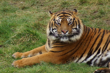 Sumatran Tiger - Panthera tigris sumatrae