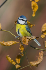 Mésange bleue (Cyanistes caeruleus - Eurasian Blue Tit)