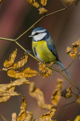 Mésange bleue (Cyanistes caeruleus - Eurasian Blue Tit)