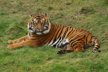 Fototapeta na wymiar Sumatran Tiger - Panthera tigris sumatrae