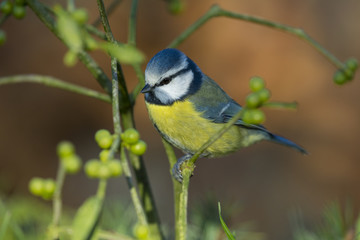 Mésange bleue (Cyanistes caeruleus - Eurasian Blue Tit) sur une
