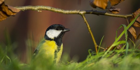 Mésange charbonnière (Parus major - Great Tit)