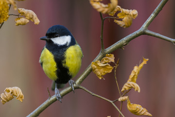 Mésange charbonnière (Parus major - Great Tit)