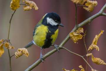 Mésange charbonnière (Parus major - Great Tit)