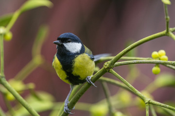 Mésange charbonnière (Parus major - Great Tit)