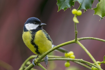 Mésange charbonnière (Parus major - Great Tit)