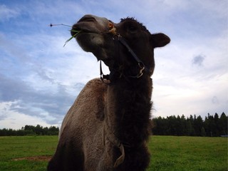 Camel