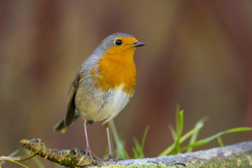 Rougegorge familier - Erithacus rubecula - European Robin