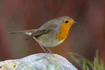 Rougegorge familier - Erithacus rubecula - European Robin