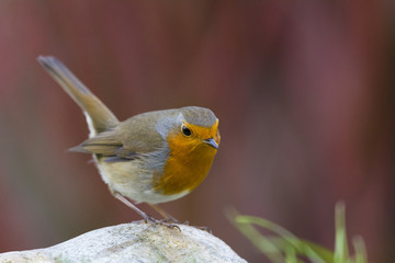 Rougegorge familier - Erithacus rubecula - European Robin