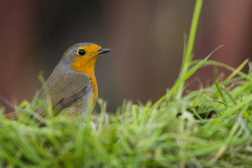 Rougegorge familier - Erithacus rubecula - European Robin