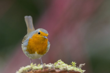 Rougegorge familier - Erithacus rubecula - European Robin